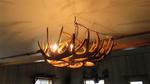 Genuine White Tail Deer Antler Chandelier - Single Tier