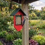 Amish Made Poly Suet Bird Feeder with Tail Prop