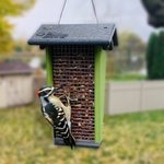 Amish Hanging Shelled Peanut Squirrel and Bird Feeder - Eco Friendly Poly Lumber