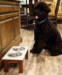 Amish Double Bowl Dog Diner - Quick Ship