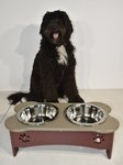 Poly Raised Dog Bowl Feeder 4 Cups