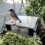 Large Poly Gilbertson Bluebird Feeder