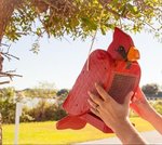 Cardinal Shaped Bird Feeder