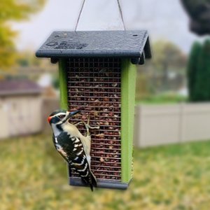 Hanging Shelled Peanut Squirrel and Bird Feeder - Eco Friendly Poly Lumber