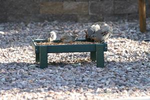 Poly Ground Open Platform Bird Feeder Seed Tray