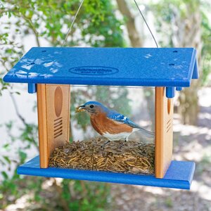 Poly Bluebird Feeder for Mealworms with Entrance Hole - DutchCrafters Exclusive