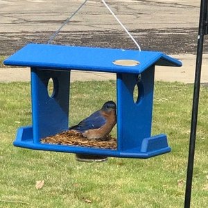 Poly Hanging Bluebird Feeder for Mealworms