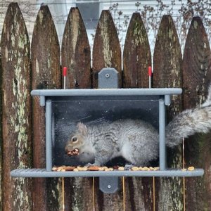 Poly Squirrel Feeder Box with Corn Cob Holders