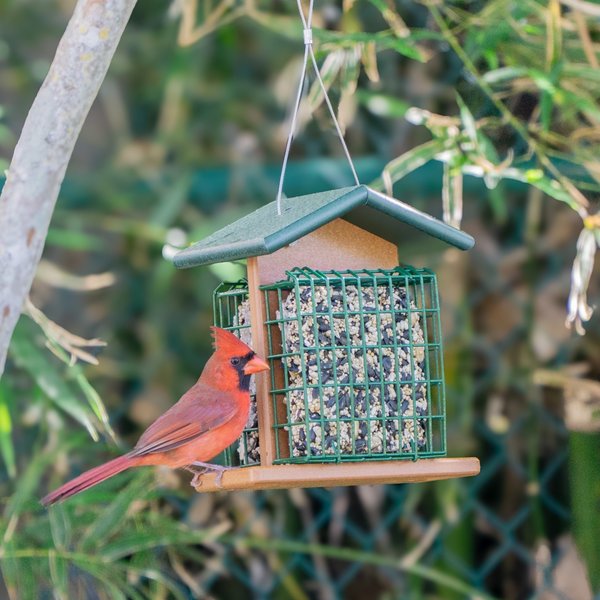 Amish Made Double Suet-Cake Bird Feeder Made with Poly Lumber with Perches