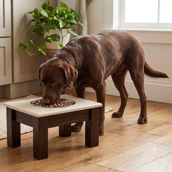 Elevated Single Dog Bowl