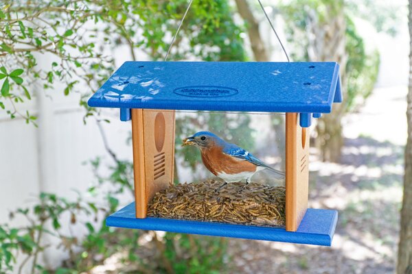 Poly Bluebird Feeder for Mealworms with Entrance Hole - DutchCrafters Exclusive