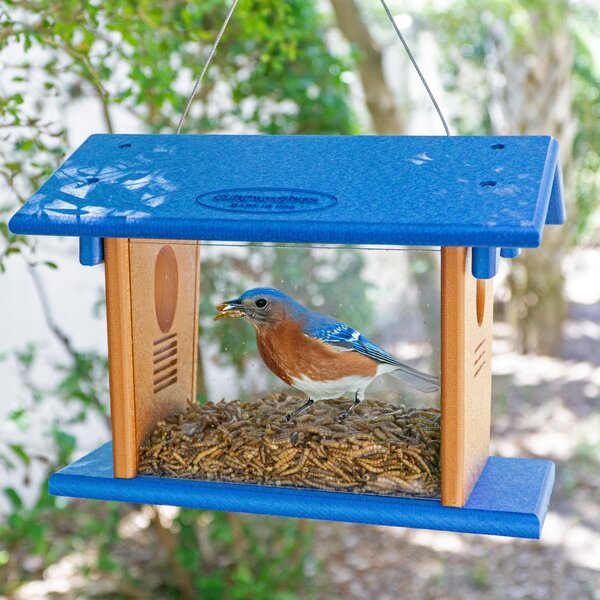 Poly Bluebird Feeder for Mealworms with Entrance Hole - DutchCrafters Exclusive