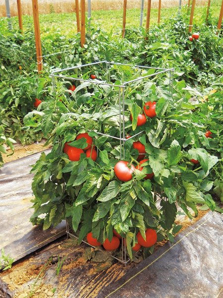 Amish Square Foldable Tomato Cage - 5 Pack