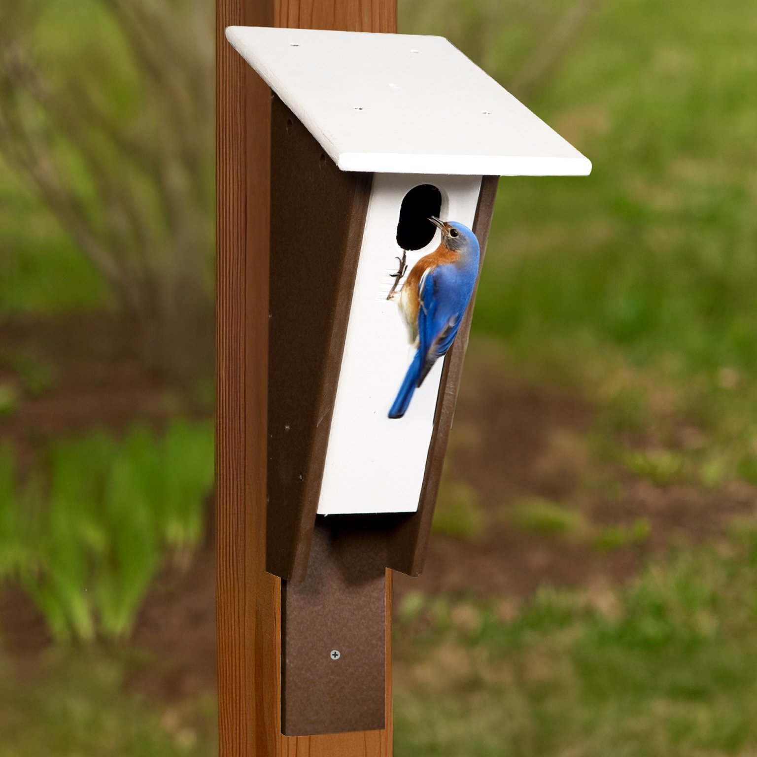 Amish Poly Peterson Bluebird House | Durable and Eco-Friendly