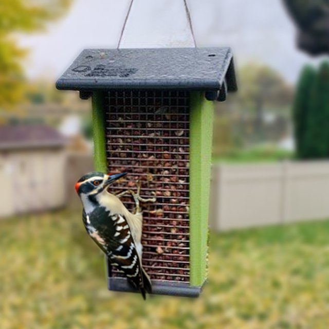 Durable Poly Peanut Feeder | Woodpeckers & Jays | Amish Made