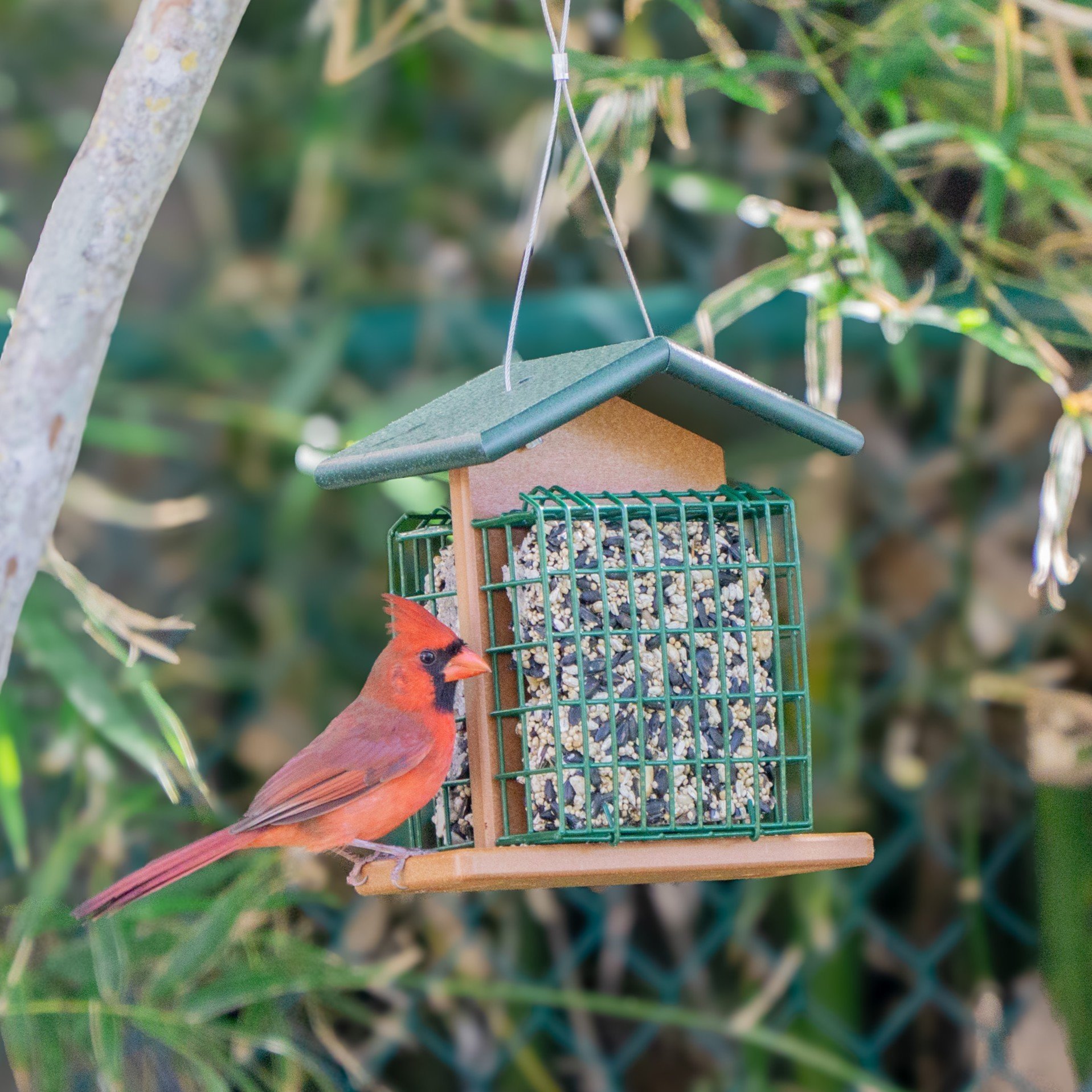 Amish Suet Bird Feeder – Poly Lumber, Holds 2 Cakes, Great Gift Idea
